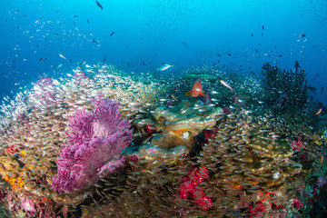 Naklejka na ściany i meble A healthy, colorful tropical coral reef full of marine life