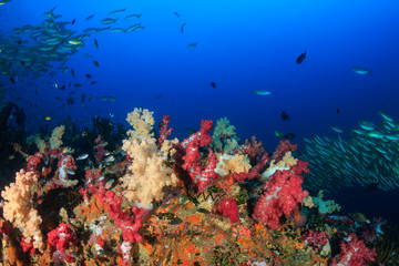 A healthy, colorful tropical coral reef full of marine life