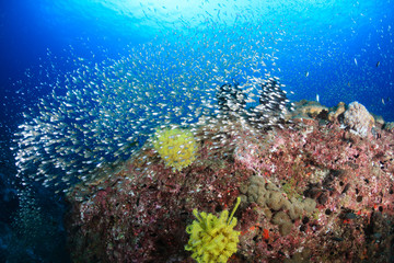 A healthy, colorful tropical coral reef full of marine life