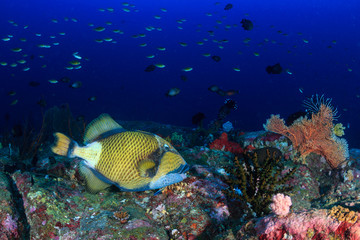 Naklejka na ściany i meble Large Titan Triggerfish on a deep tropical coral reef at dawn