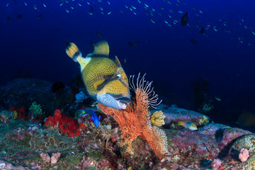 Large Titan Triggerfish on a deep tropical coral reef at dawn