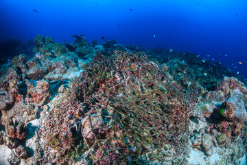 Discarded Ghost Fishing Net snagged on the seabed on a tropical coral reef
