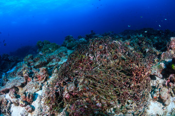Plakat Discarded Ghost Fishing Net snagged on the seabed on a tropical coral reef