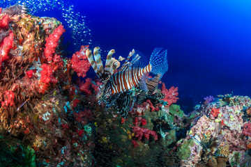 Naklejka na ściany i meble Predatory Lionfish on a colorful tropical coral reef at dawn