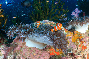 Fototapeta na wymiar Beautiful False Clownfish around their host anemone on a colorful tropical coral reef