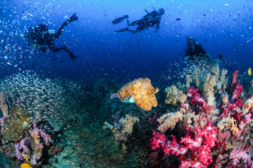 Fototapeta na wymiar Colorful Cuttlefish and SCUBA divers on a beautiful, healthy tropical coral reef