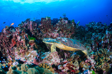 Fototapeta na wymiar Beautiful Hawksbill Sea Turtle feeding on a colorful tropical coral reef