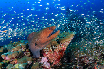 Large Giant Moray Eel in a coral hole surrounded by silvery fish on a tropical reef