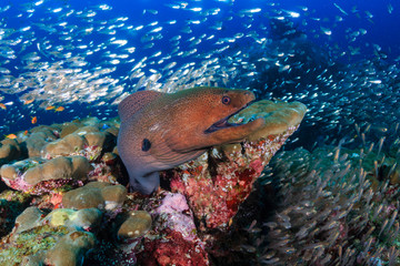 Large Giant Moray Eel in a coral hole surrounded by silvery fish on a tropical reef
