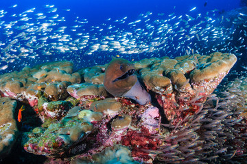 Fototapeta na wymiar Large Giant Moray Eel in a coral hole surrounded by silvery fish on a tropical reef