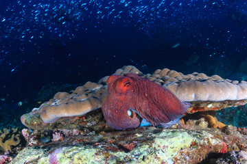 Fototapeta na wymiar Large octopus hiding under a hard coral on a tropical reef at night