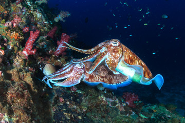 A pair of mating Cuttlefish deep on a tropical coral reef at night