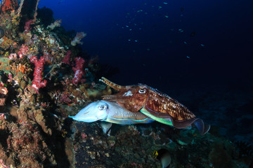 A pair of mating Cuttlefish deep on a tropical coral reef at night