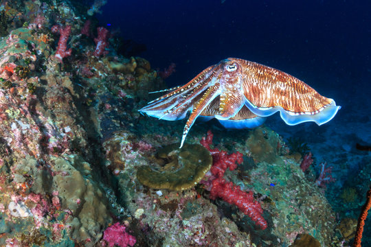 A pair of mating Cuttlefish deep on a tropical coral reef at night