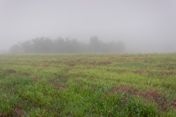 Green rural field on a fogy morning. Mystery scene, fogy forest. Piles of wet hay scattered around, dark, moody atmosphere, mist in the air. Water droplets on grass, horizon fading away.