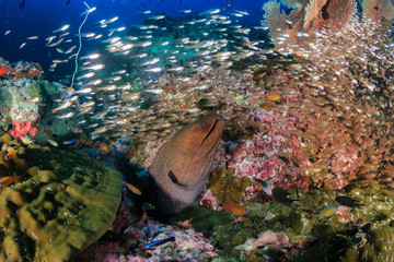 Giant Moray Eel surrounded by hundreds of small fish on a colorful tropical coral reef