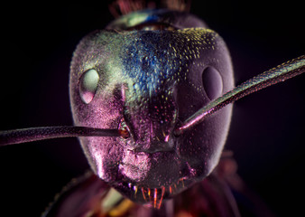 Black Carpenter Ant Macro © Ezume Images