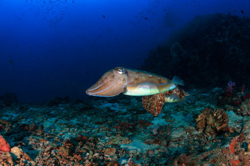 Obraz na płótnie Canvas Cuttlefish on a beautiful, colorful tropical coral reef