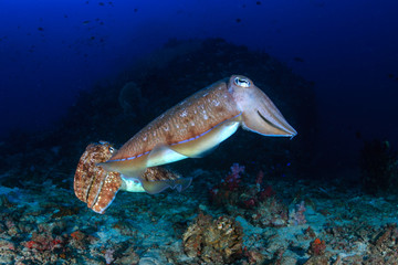 Cuttlefish on a beautiful, colorful tropical coral reef
