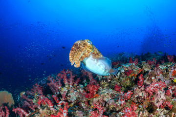 Cuttlefish on a beautiful, colorful tropical coral reef