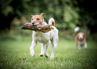 The Terrier