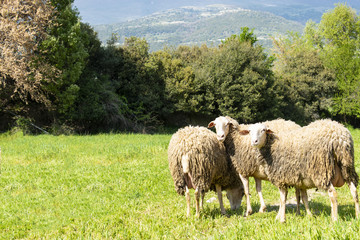 Obraz premium Sheeps in a meadow in the mountains