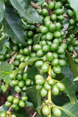 зеленые кофейные зерна на ветке