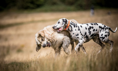 Dogs at Play