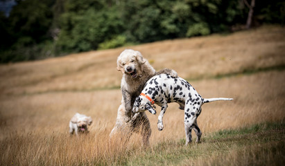 Dogs at Play