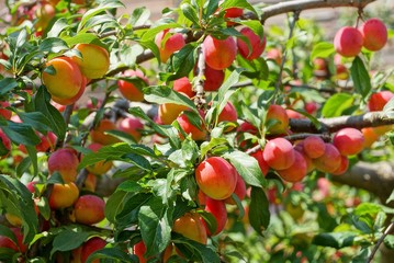 ripe colored berries of cherry plum on a branch with green leaves in the garden