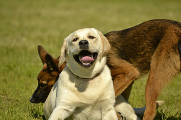 Sunstroke, health of pets in the summer. Labrador. Dogs play with each other. How to protect your dog from overheating.Training of dogs.  Young energetic dog on a walk. 