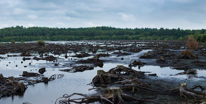 Panorama of Blakemere Moss in Delamere Forest, Cheshire, UK. After a long spell of hot weather the water level is low, revealing hundreds of tree stumps and their roots in the wetland bog.