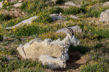 Mountain Goat Nanny and Kid