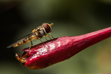 An insect on a flower