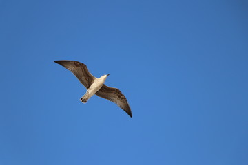 Gaivota