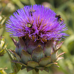 Giant purple flower of burdock.  Bees make honey.
