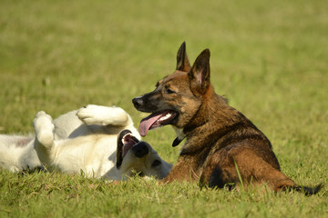 Dogs play with each other. Labrador. Merry fuss puppies. Aggressive dog. Training of dogs.  Puppies...