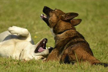 Dogs play with each other. Labrador. Merry fuss puppies. Aggressive dog. Training of dogs.  Puppies...