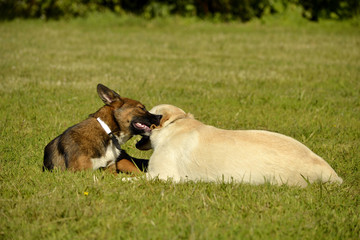 Dogs play with each other. Labrador. Merry fuss puppies. Aggressive dog. Training of dogs.  Puppies...