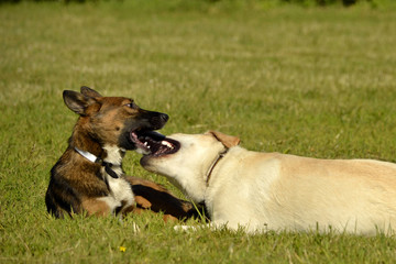 Dogs play with each other. Labrador. Merry fuss puppies. Aggressive dog. Training of dogs.  Puppies education, cynology, intensive training of young dogs. Young energetic dog on a walk. 