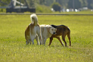 Dogs play with each other. Labrador. Merry fuss puppies. Aggressive dog. Training of dogs.  Puppies...