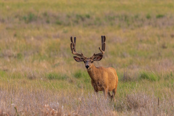 Mule deer Buck in Velvet