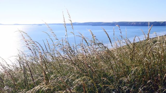 Grasses blowing in the wind