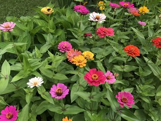 Field of mixed Zinnia