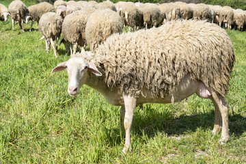 Obraz premium Sheeps in a meadow in the mountains