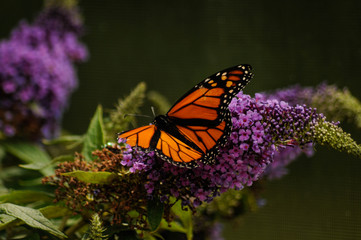 monarch