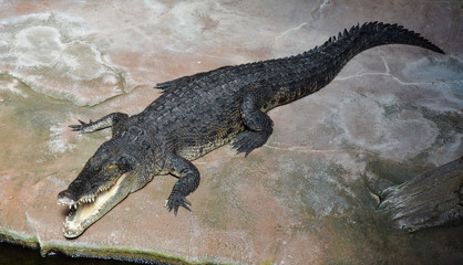 Obraz premium crocodile with open mouth