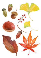 秋の紅葉 ドングリ　水彩 イラスト