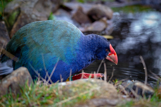 An endangered flightless bird, a takahe wades through the pond drinking and looking for food 