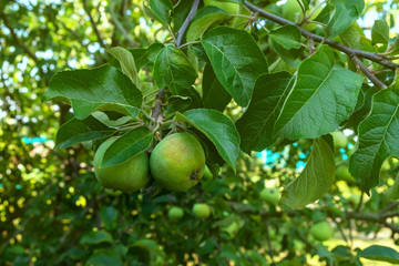 green apples hang on a branch
